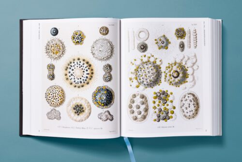 The Art and Science of Ernst Haeckel published by taschen