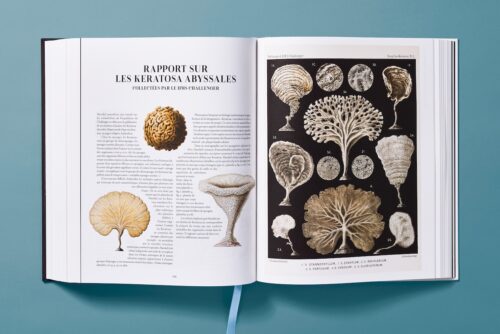The Art and Science of Ernst Haeckel published by taschen