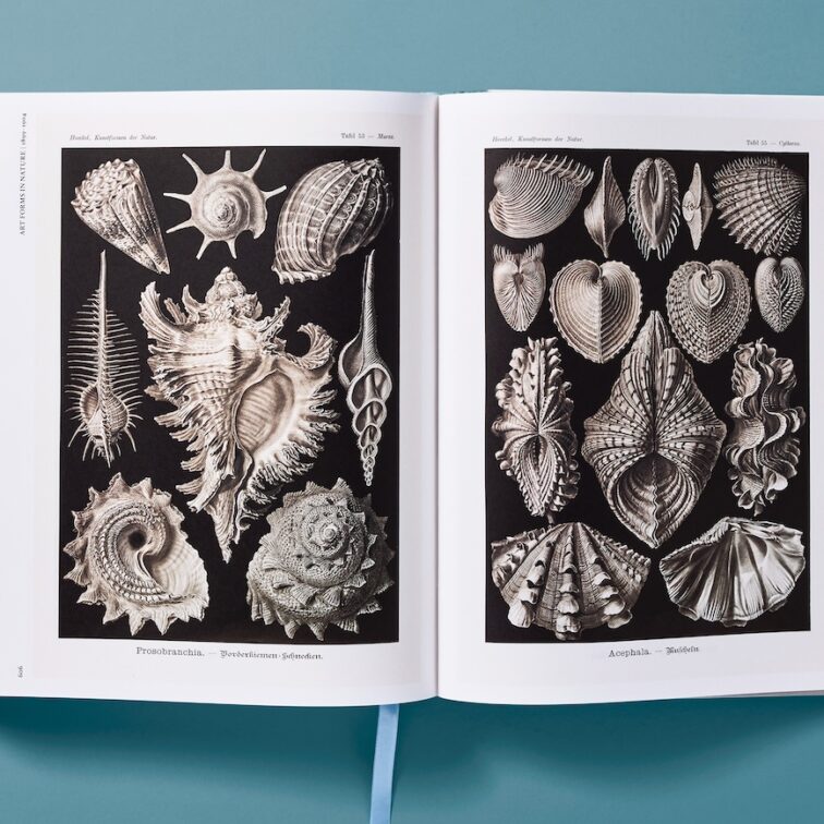 The Art and Science of Ernst Haeckel published by taschen