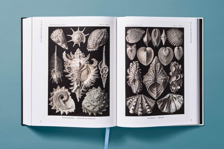 inside The Art and Science of Ernst Haeckel published by taschen