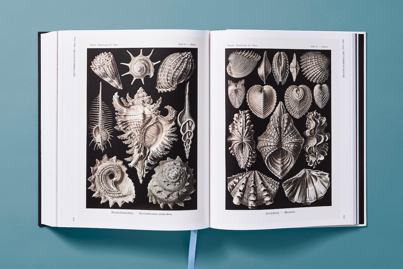 inside The Art and Science of Ernst Haeckel published by taschen